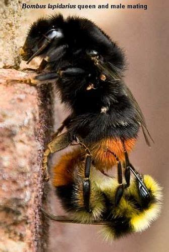 Bumblebee mating, death and hibernation; Stage 4 in the。